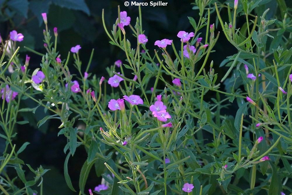 Epilobium hirsutum